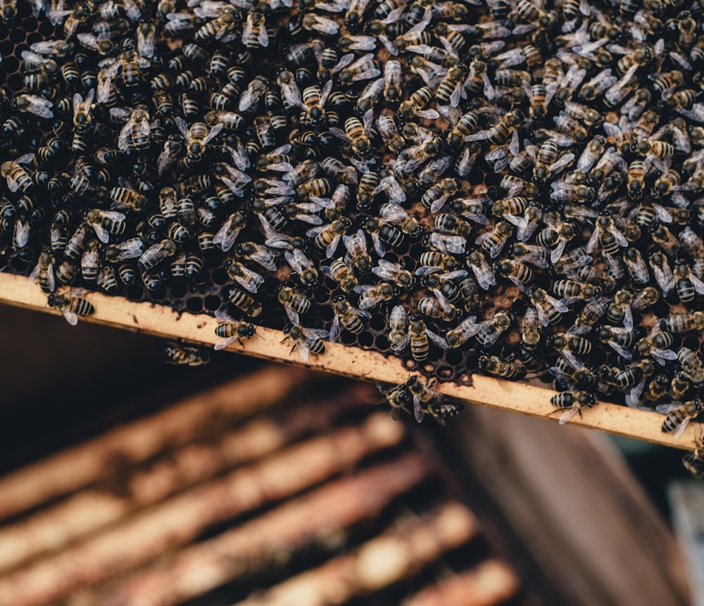 group of bees on wooden board