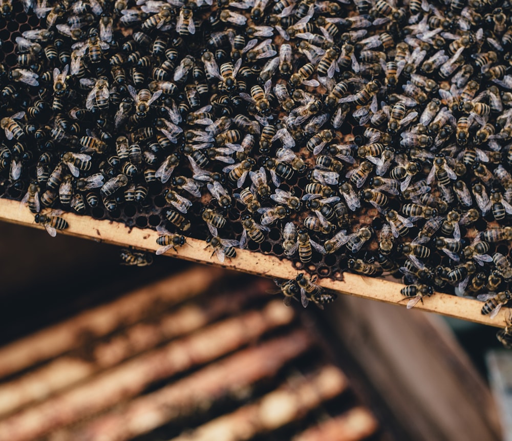 grupo de abelhas em tábua de madeira