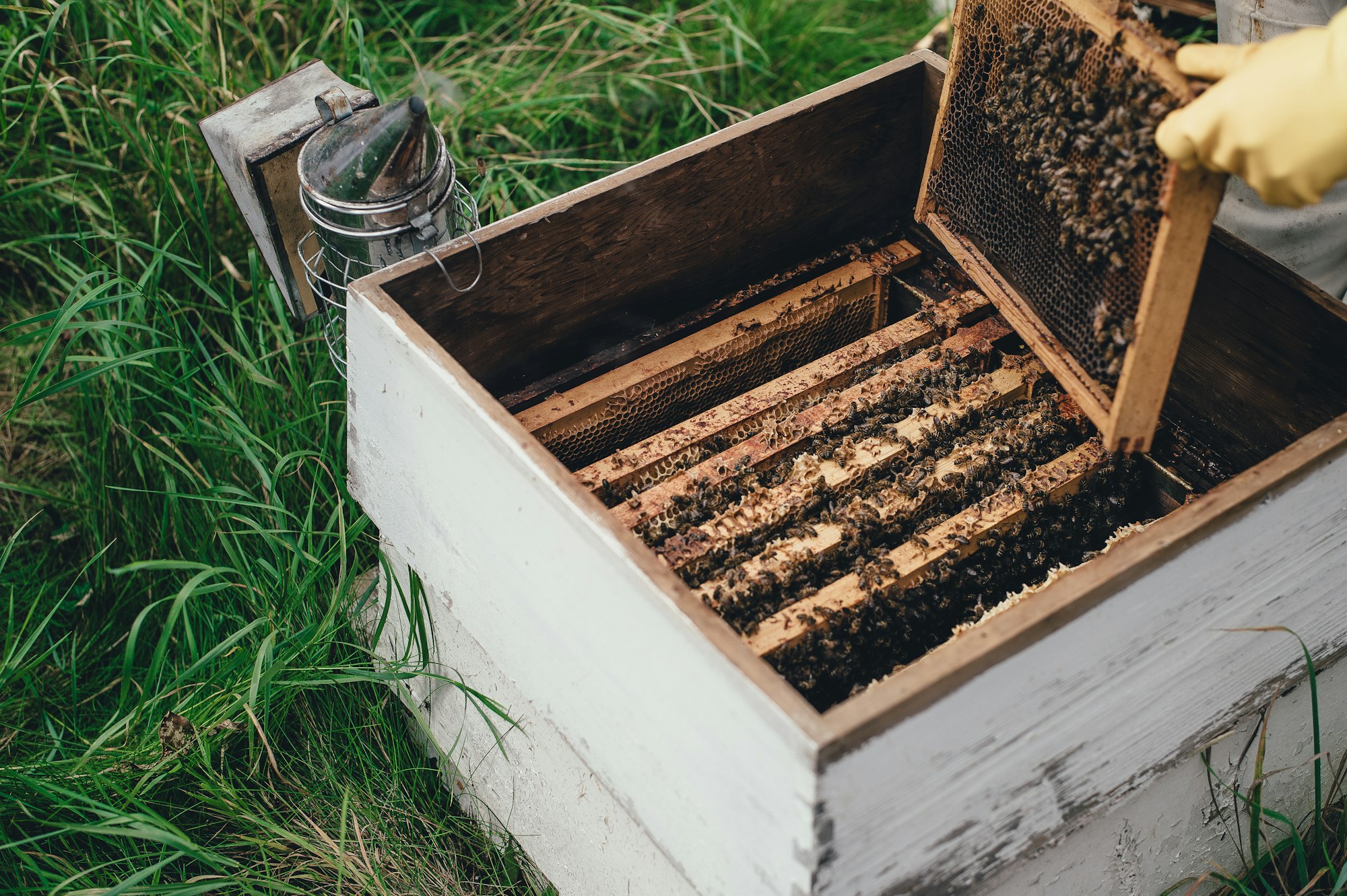 Bee keeping