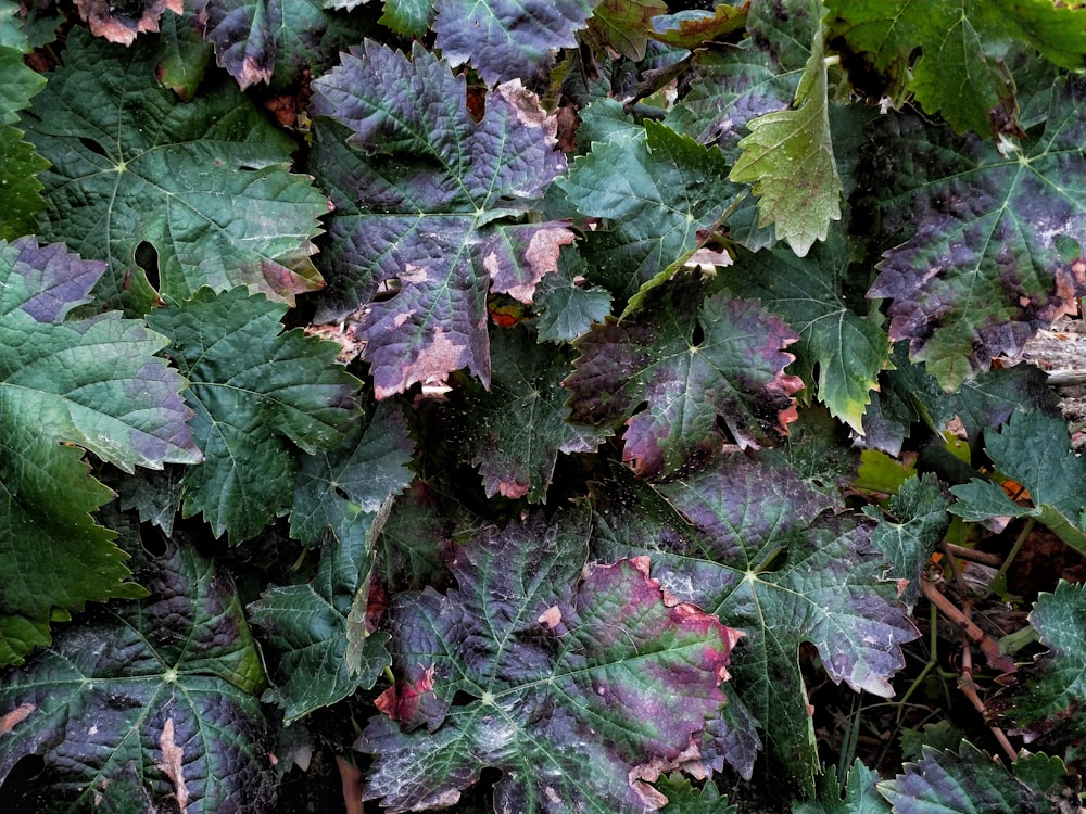 green and purple leaves