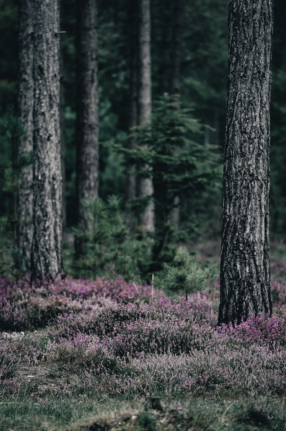 pink petaled flowers under trees at daytime