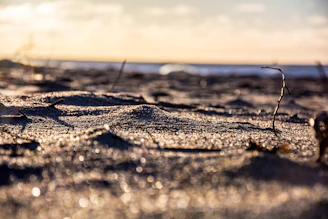 Natural scene showing candid outdoor interactions in soft sand hues.