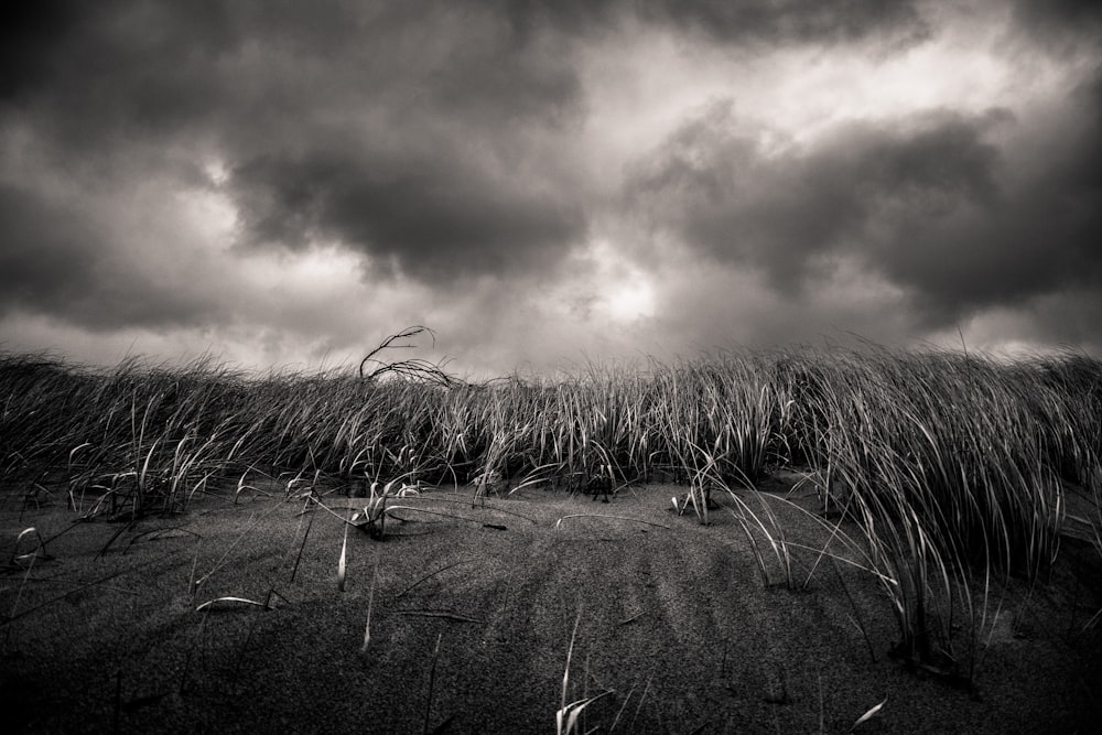 a black and white photo of a field with storm clouds