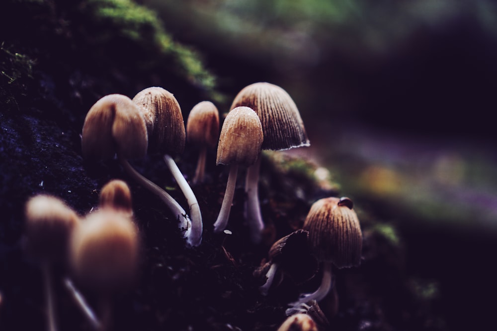 close-up photograph of brown mushroom