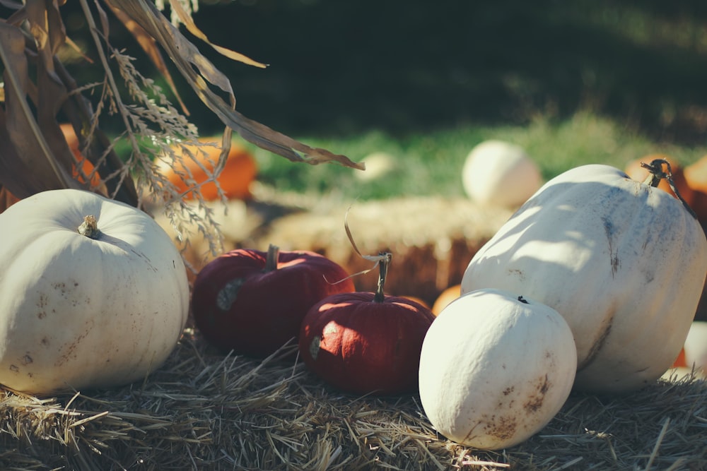 four white and two red squashes on brown hays