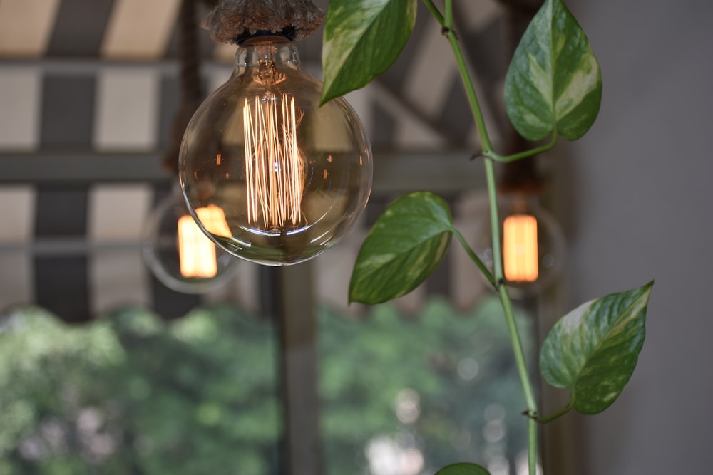 a light bulb hanging from a ceiling next to a plant