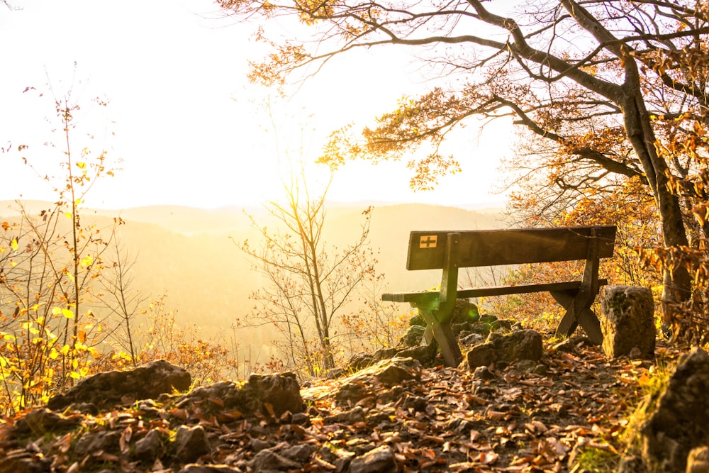 brown wooden bench beside leafless tree during golden hour