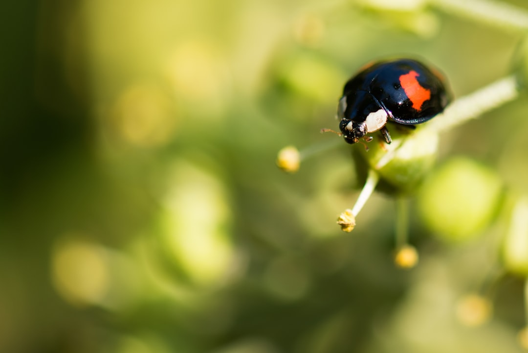 black and orange bug