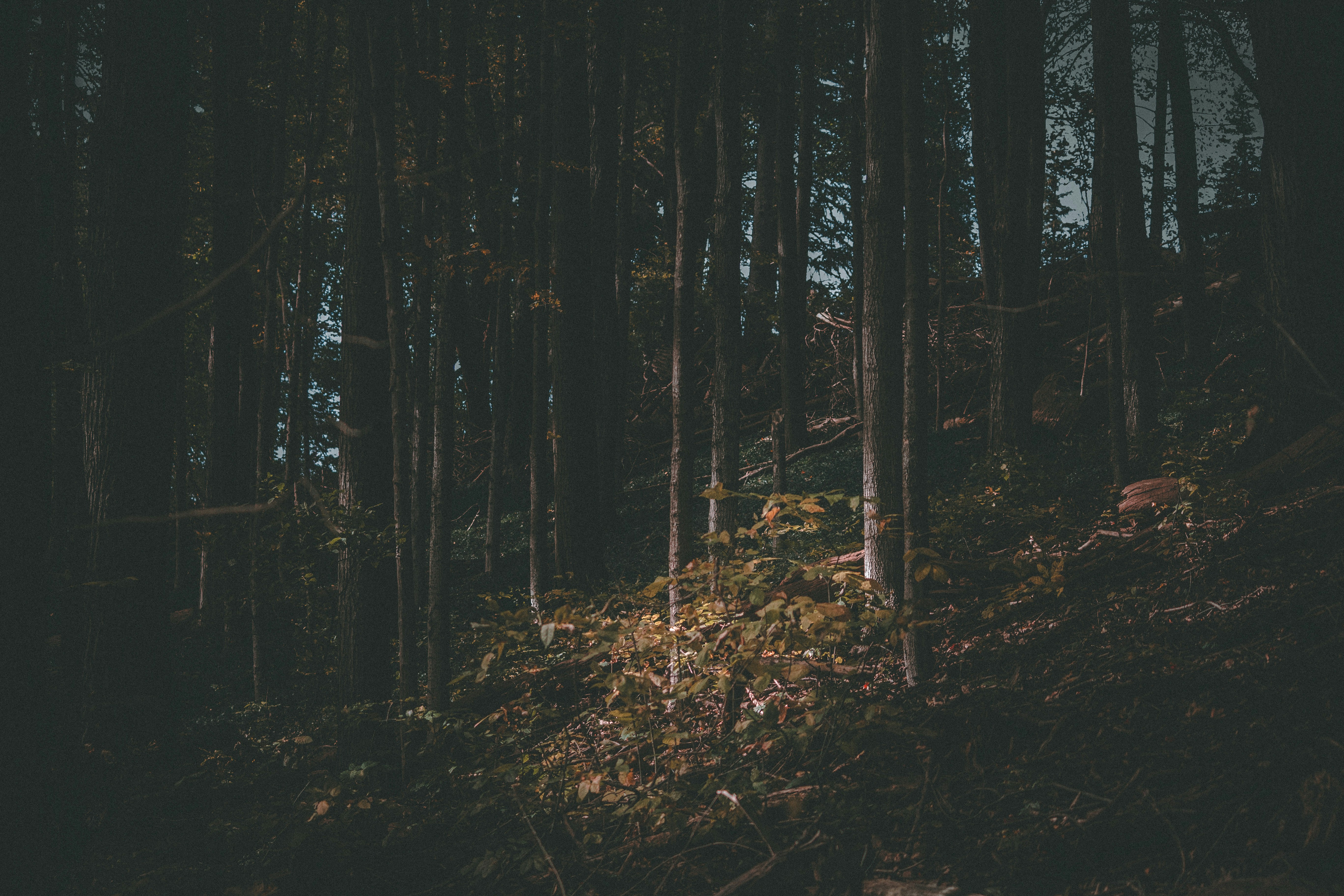 Photo by son_of_media