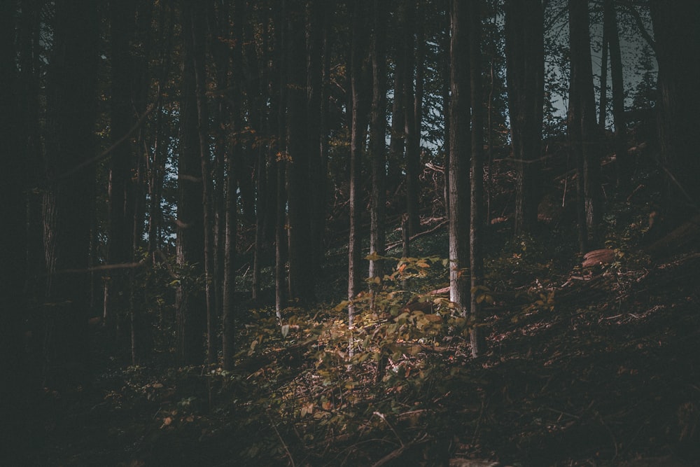 silhouette of trees