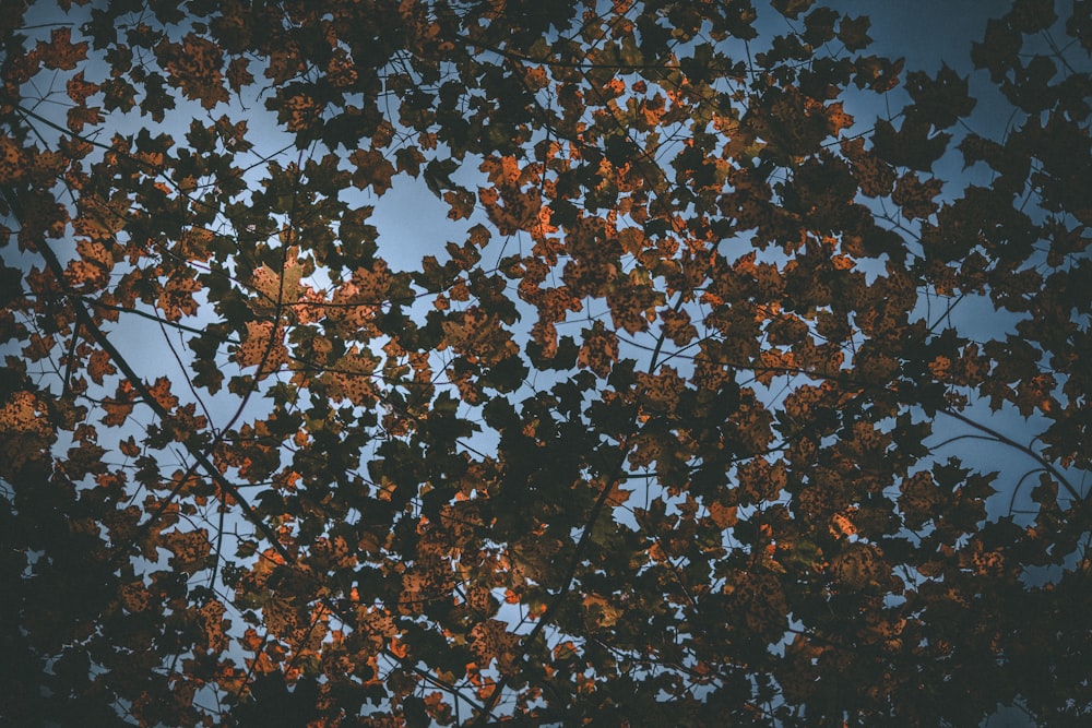 茶色の葉
