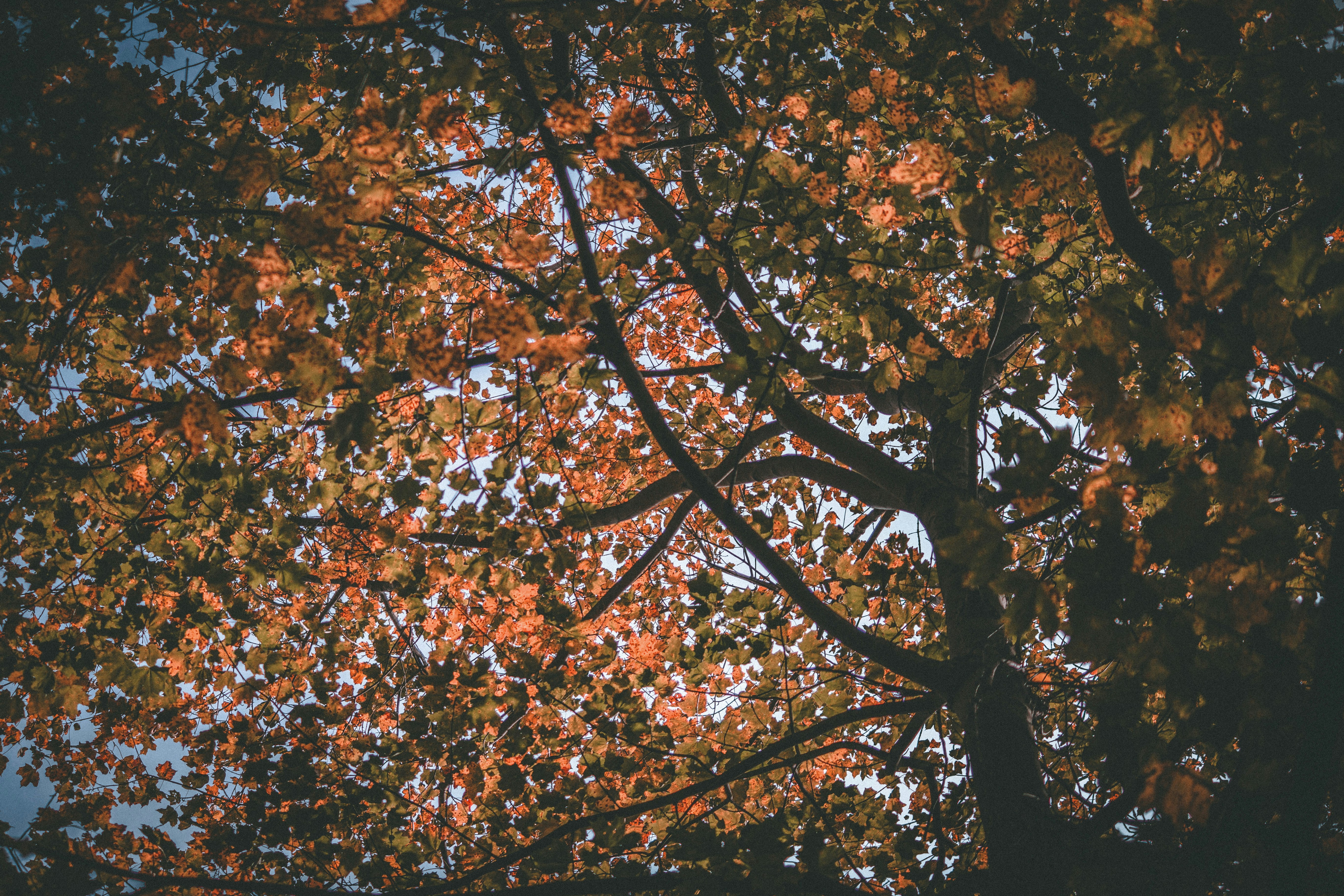 Photo by son_of_media