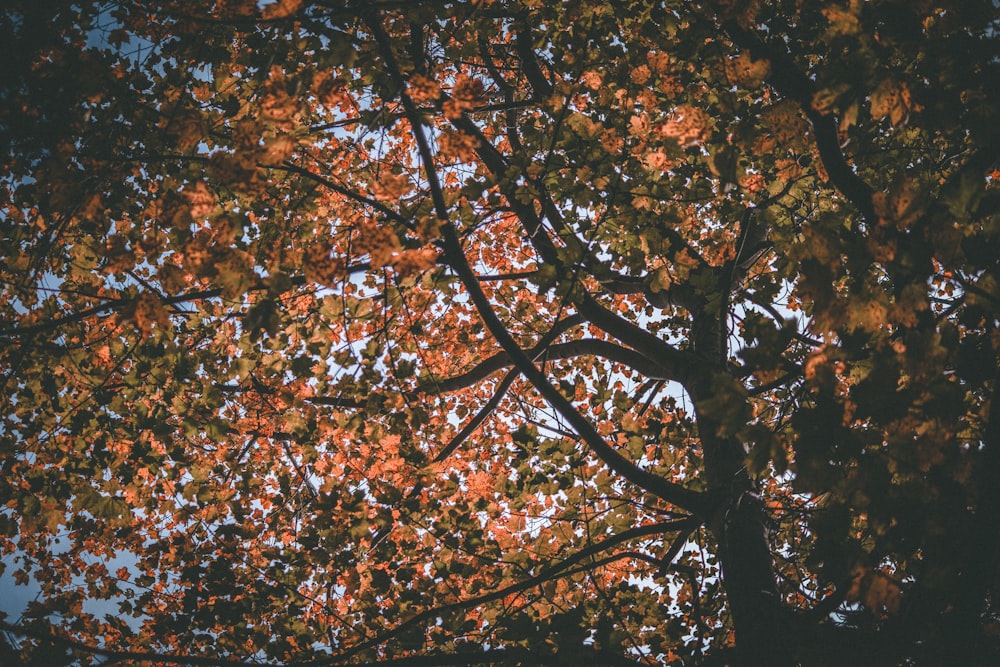 worm's-eye view photography of brown leaves tree