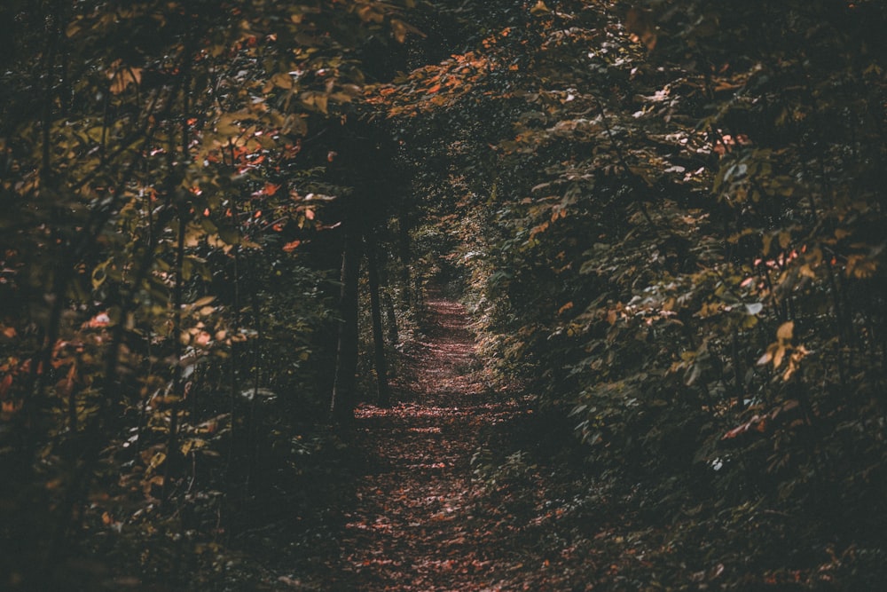 pathway between green trees