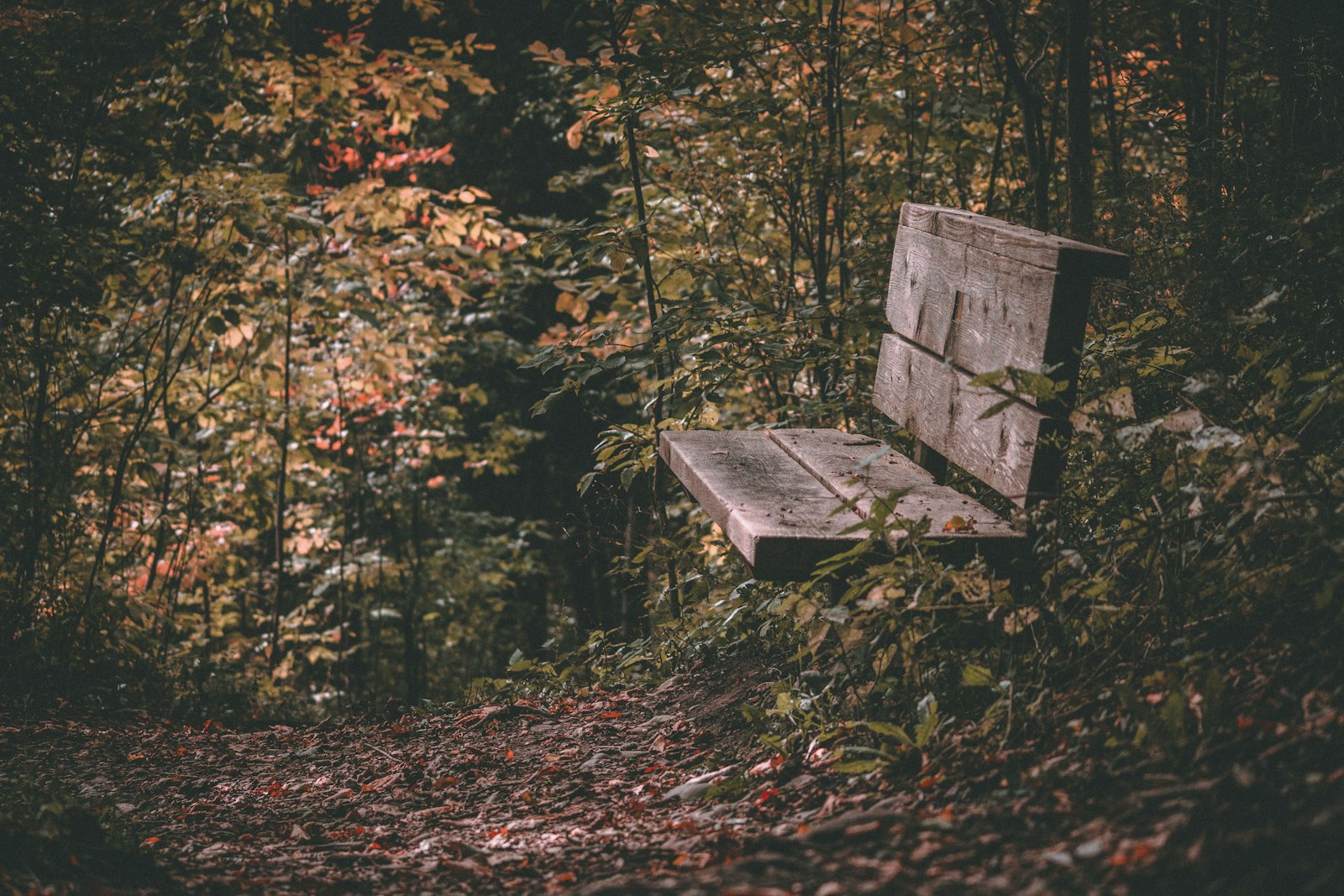 Canon EF-S 55-250mm F4-5.6 IS II sample photo. Brown wooden bench on photography