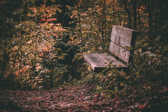 brown wooden bench on forest in Goderich Canada