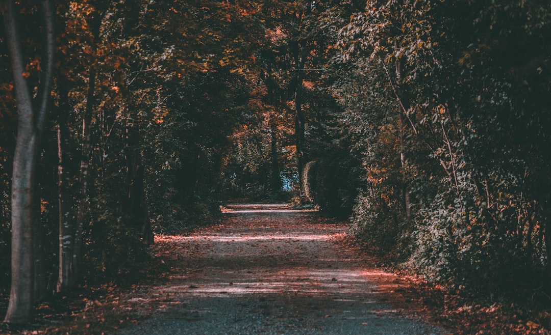 Forest photo spot Goderich London