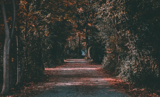 winding road between forest in Goderich Canada