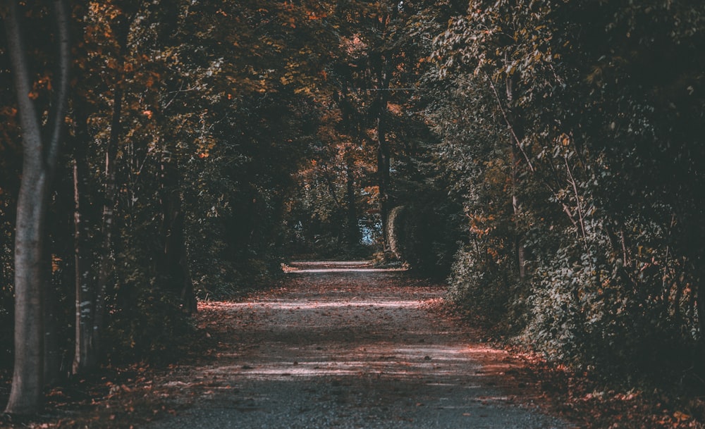 kurvenreiche Straße zwischen Wald