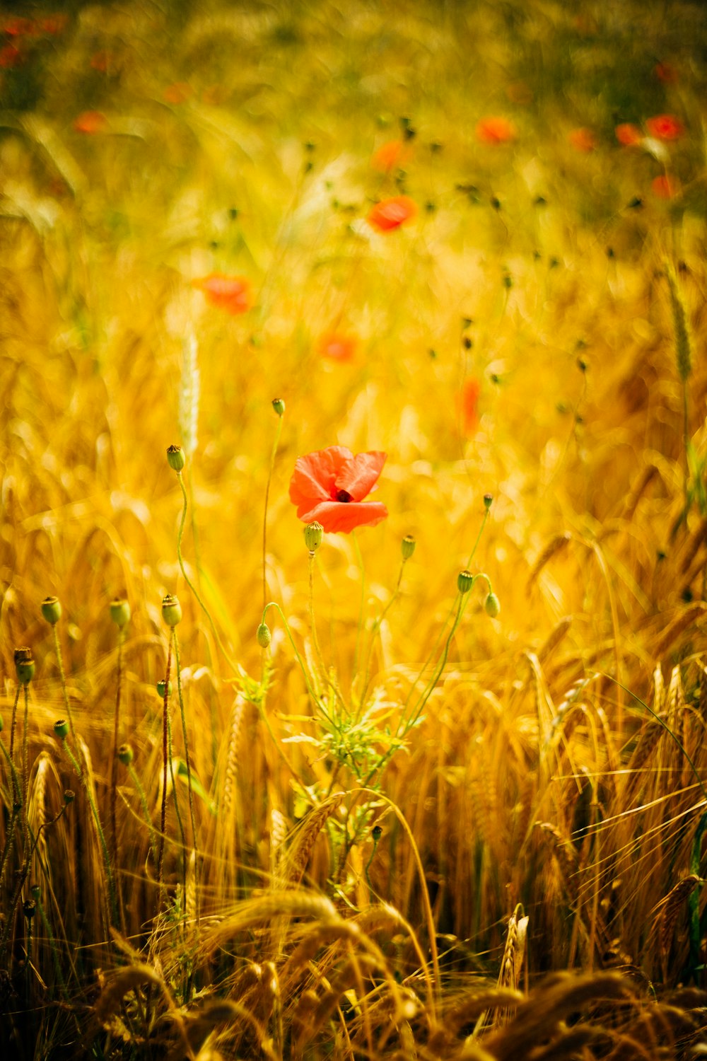 Fotografia a fuoco selettiva di un fiore dai petali d'arancio