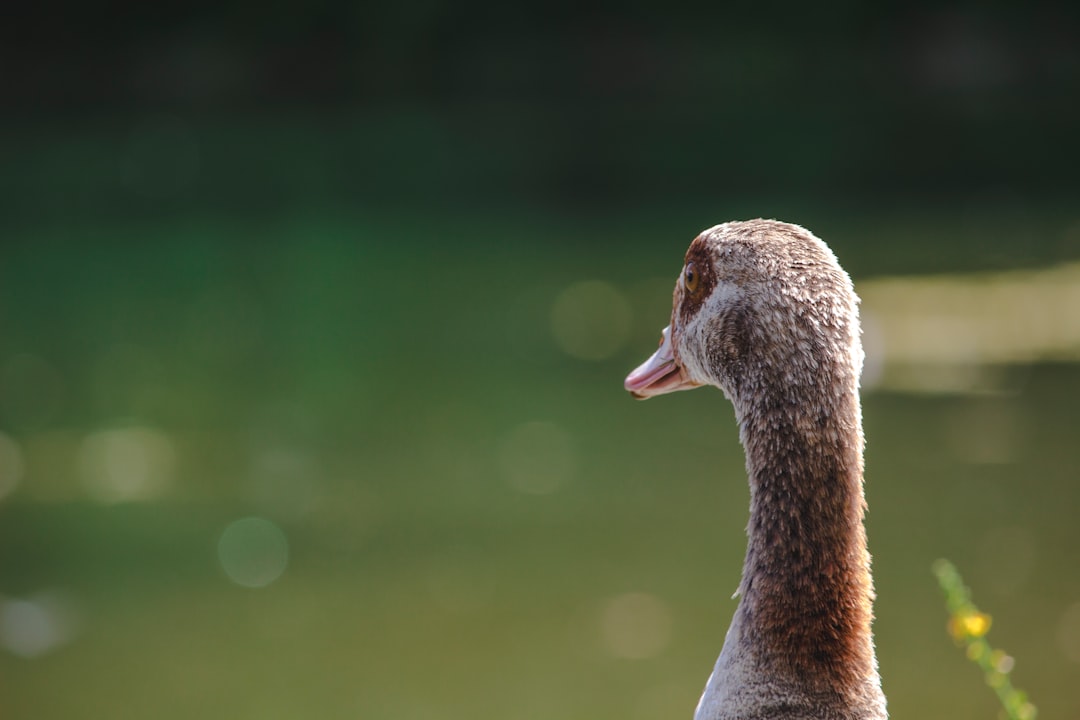 Wildlife photo spot Kalscheurer Weiher Sauerland