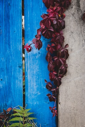 A vibrant blue wooden fence is adorned with lush, dark red climbing vines cascading down its surface. The vivid contrast between the foliage and the fence creates a striking visual effect. A few green plants are visible at the bottom, adding to the natural setting.