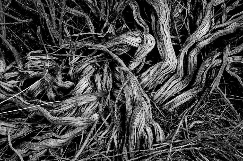 grayscale photograph of grass