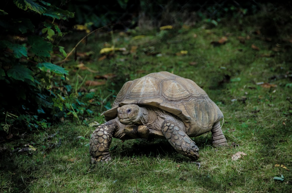 tartaruga cinzenta andando no campo de grama verde