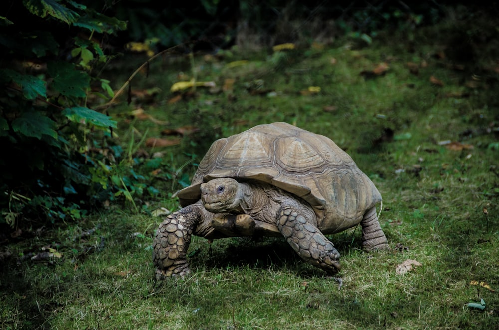 Graue Schildkröte läuft auf grünem Grasfeld