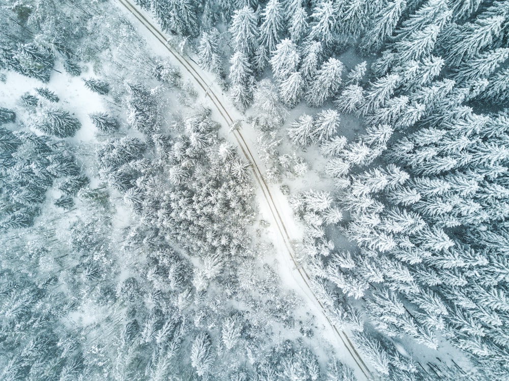 Vista a volo d'uccello della foresta innevata