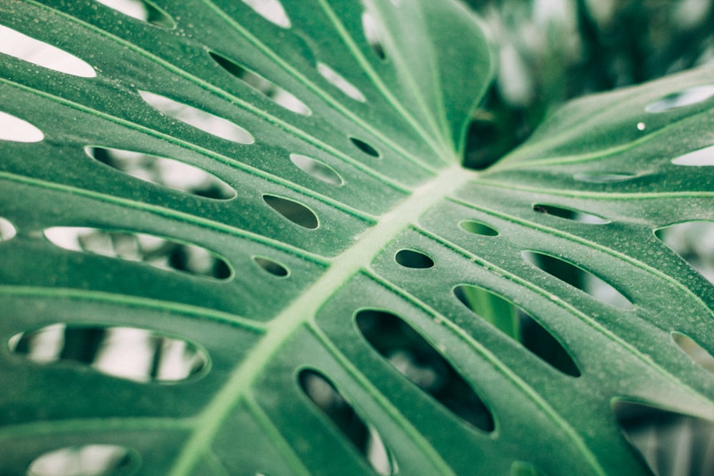 green leafed plant