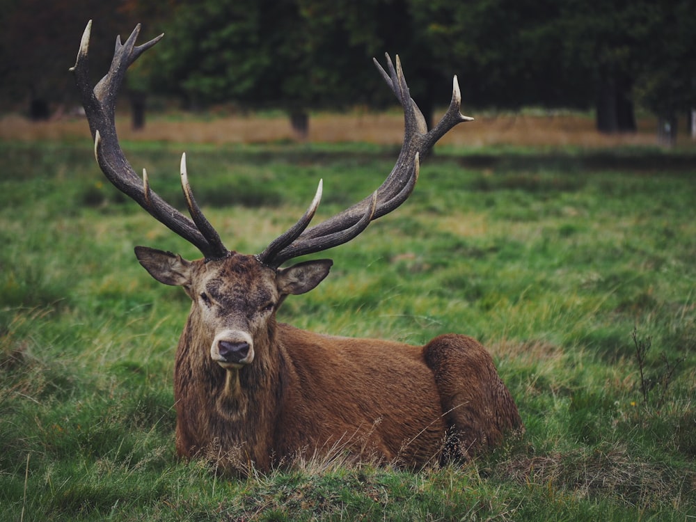 brown deer lying on grass