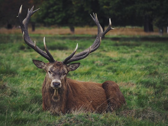 brown deer lying on grass in Richmond Park United Kingdom