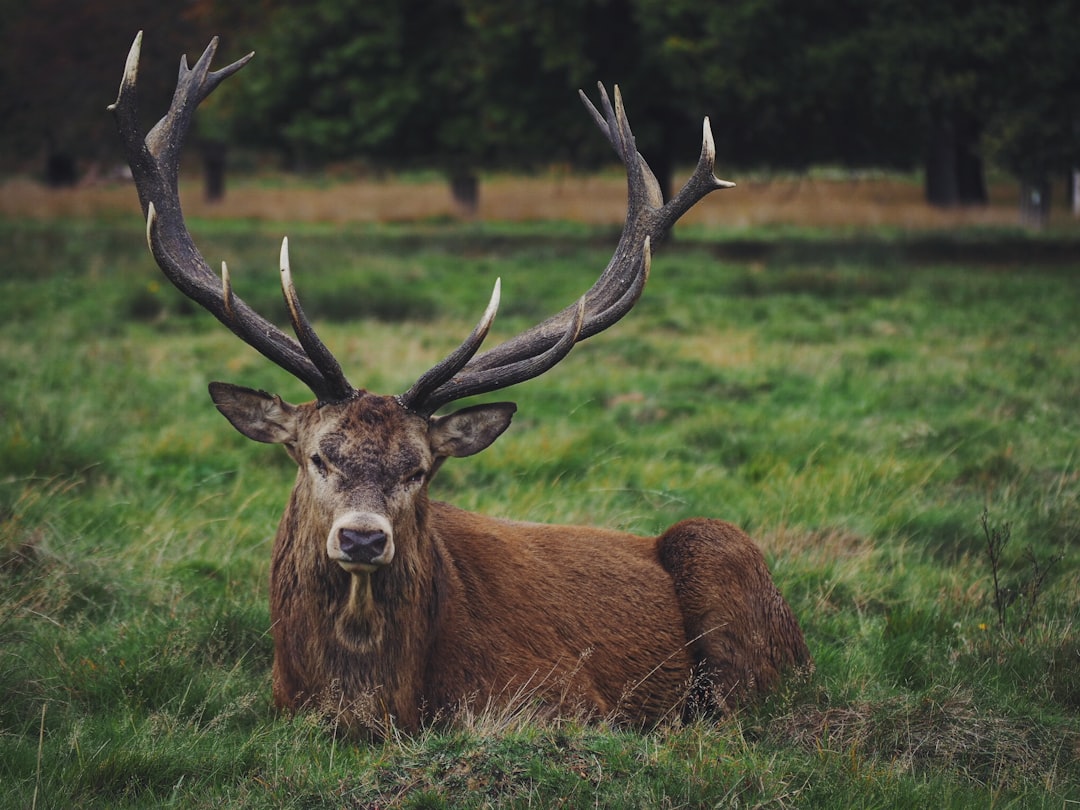 Langue de cerf d finition de langue de cerf La Langue de cerf d finition de langue de cerf La