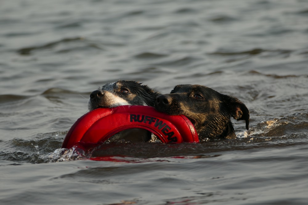 two black dogs swimming on body of water while biting life vest