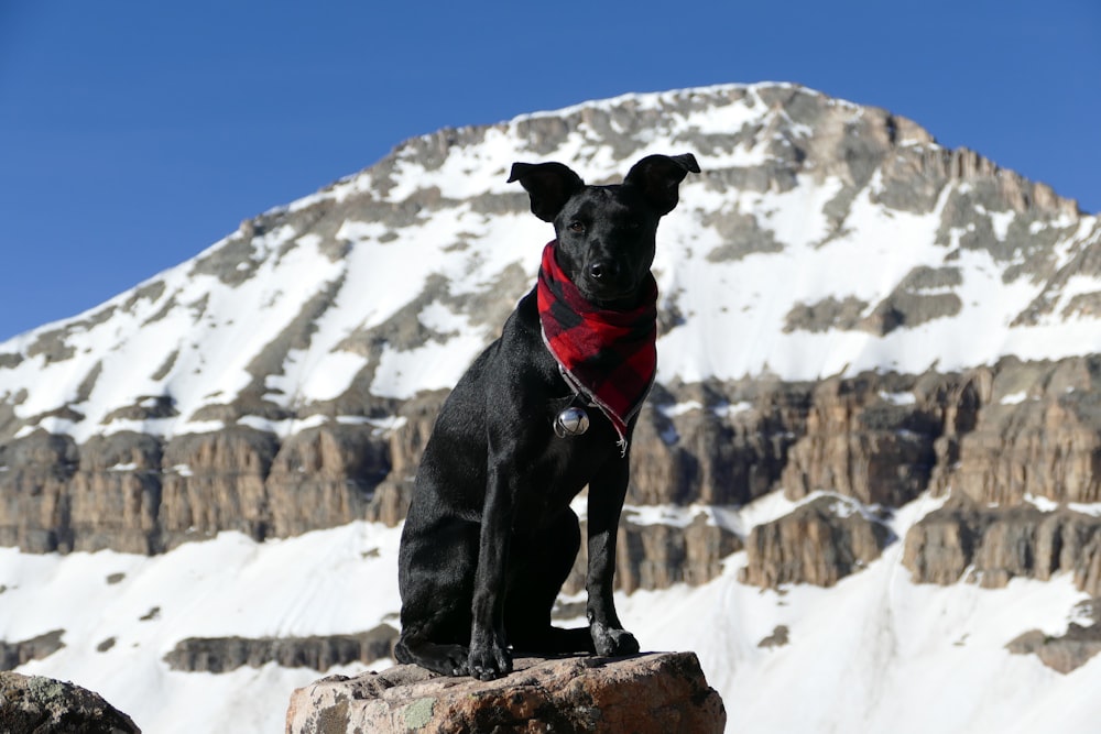 cane che indossa sciarpa in piedi sulla roccia