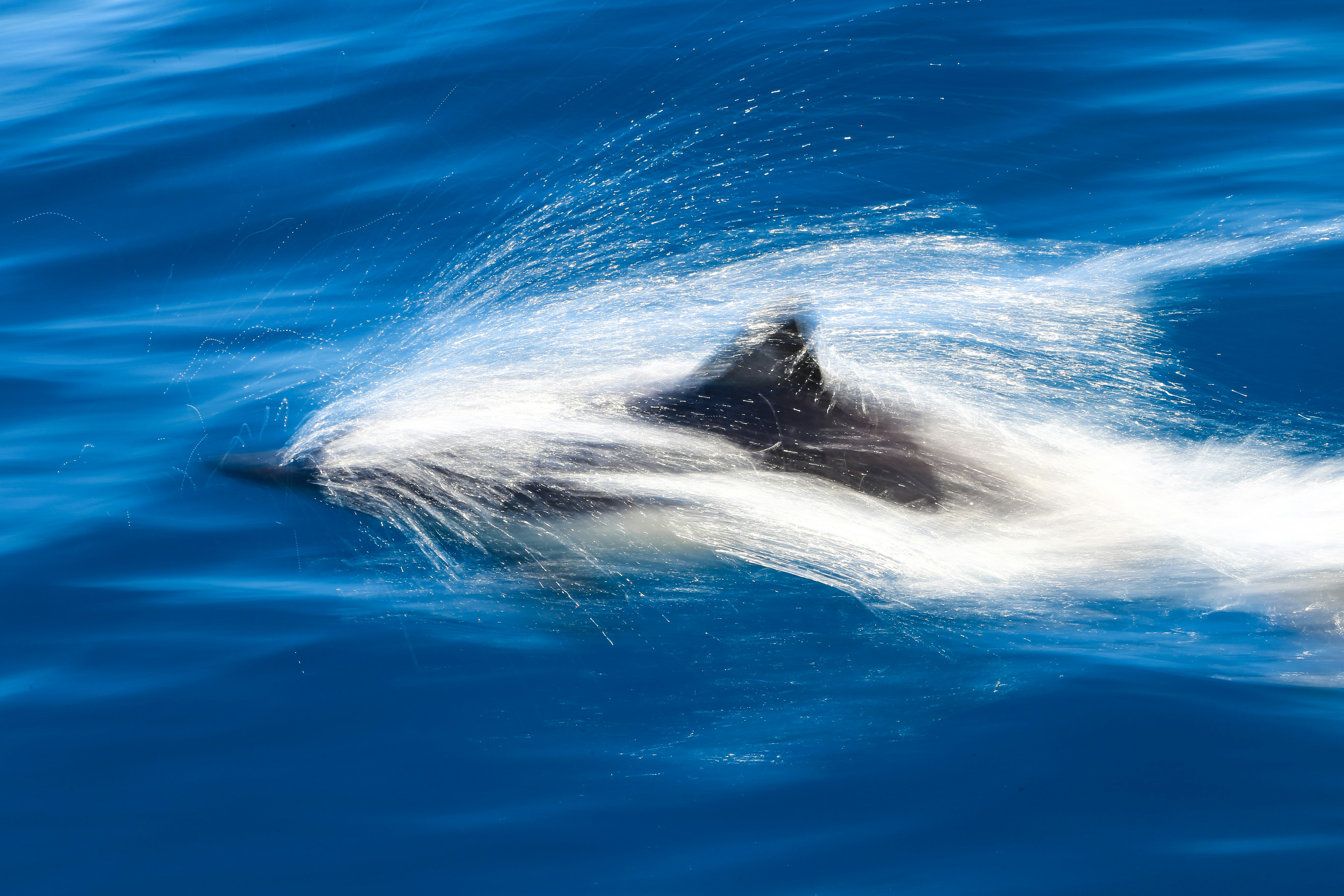 Diving Deep into Dolphin Communication: Google’s Breakthrough AI Model, DolphinGemma
