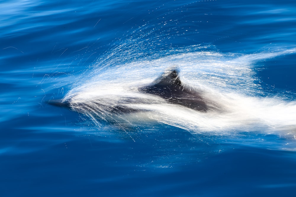 photo of dolphin above water during daytime