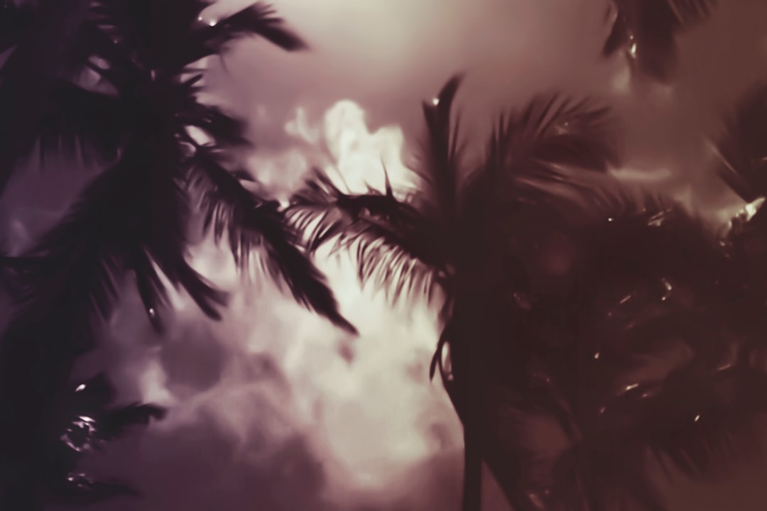 palm trees during daytime in grayscale photograph, Midnight Palms