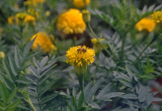 A bee is perched on a vibrant yellow marigold flower surrounded by lush green leaves. A background of similar flowers and foliage creates a natural garden setting.