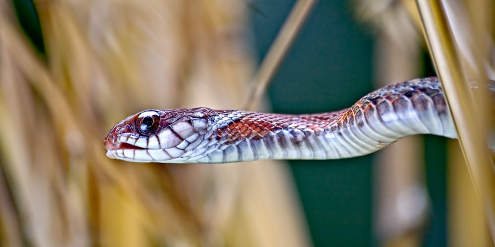 Serpiente roja en Macro Shot