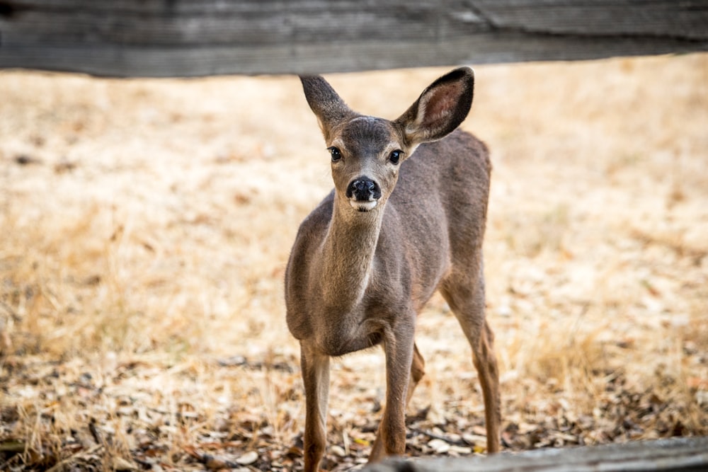 gray deer standing on field