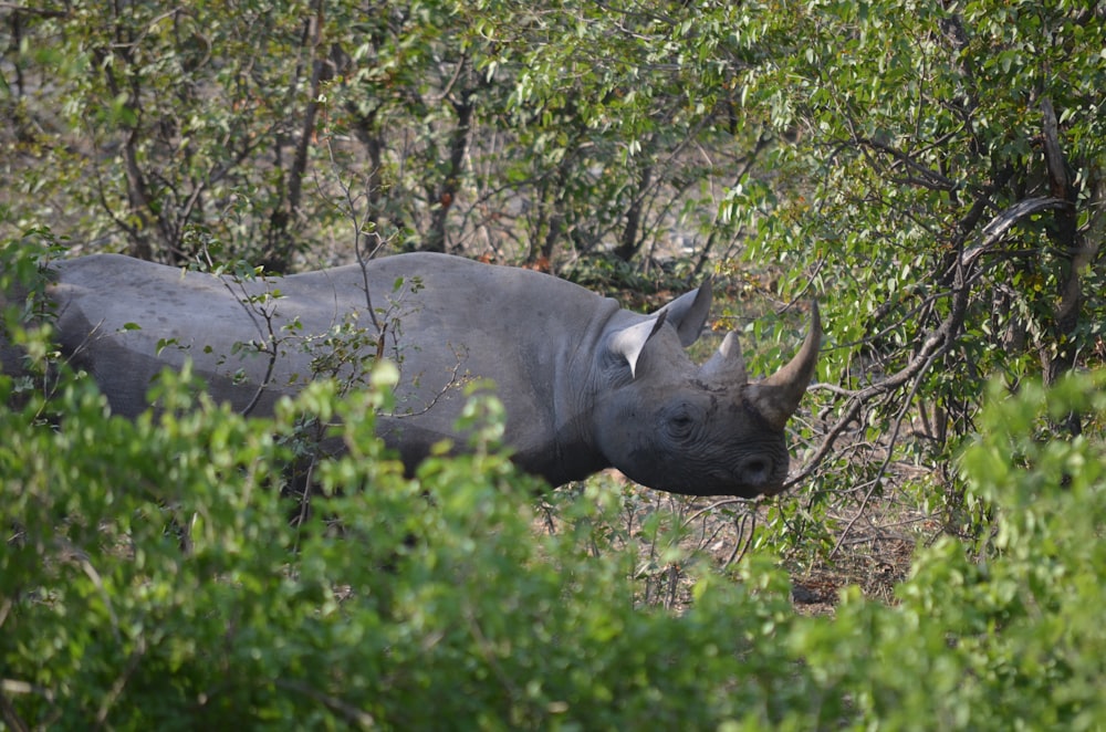 selective focus photography of rhinoceros