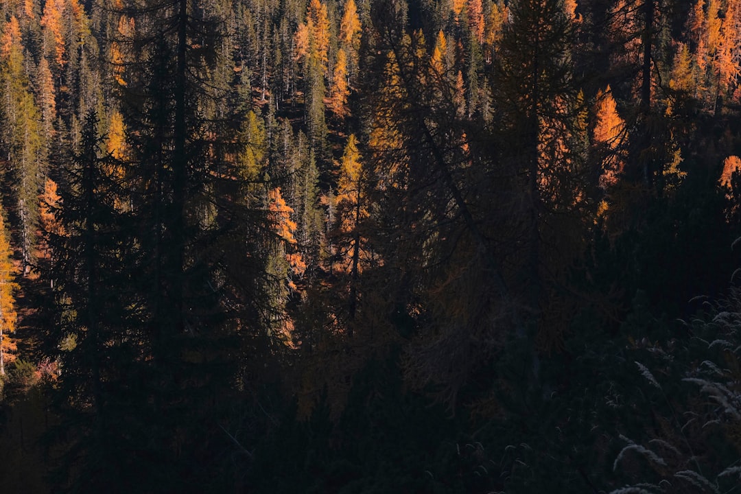 Forest photo spot Passo Tre Croci Lago di Carezza