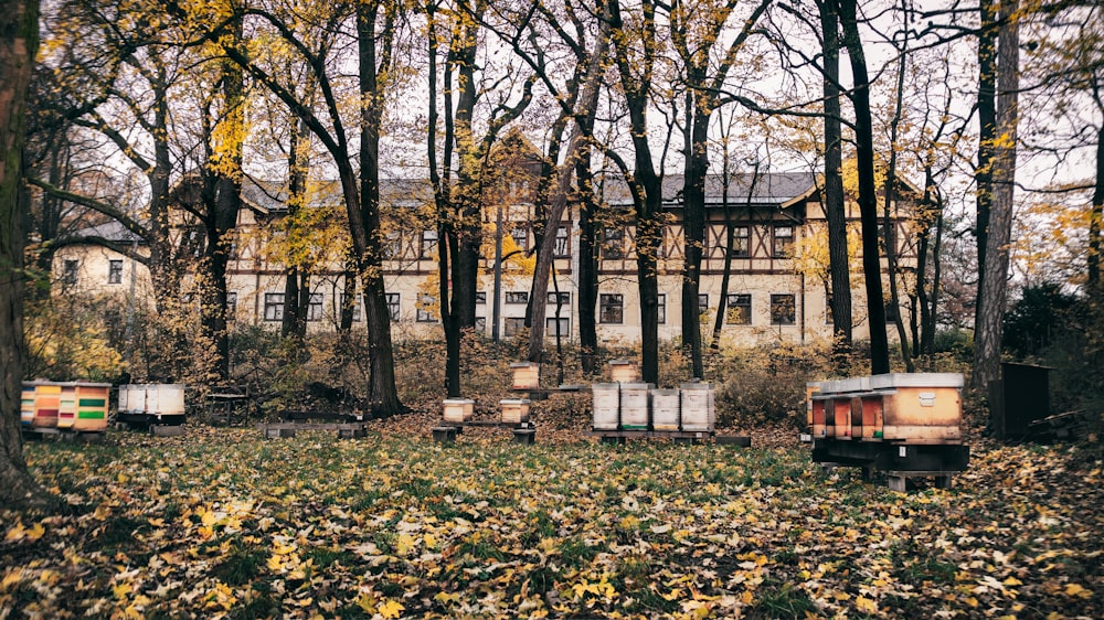 assorted-color containers near black and green trees in front on white concrete building