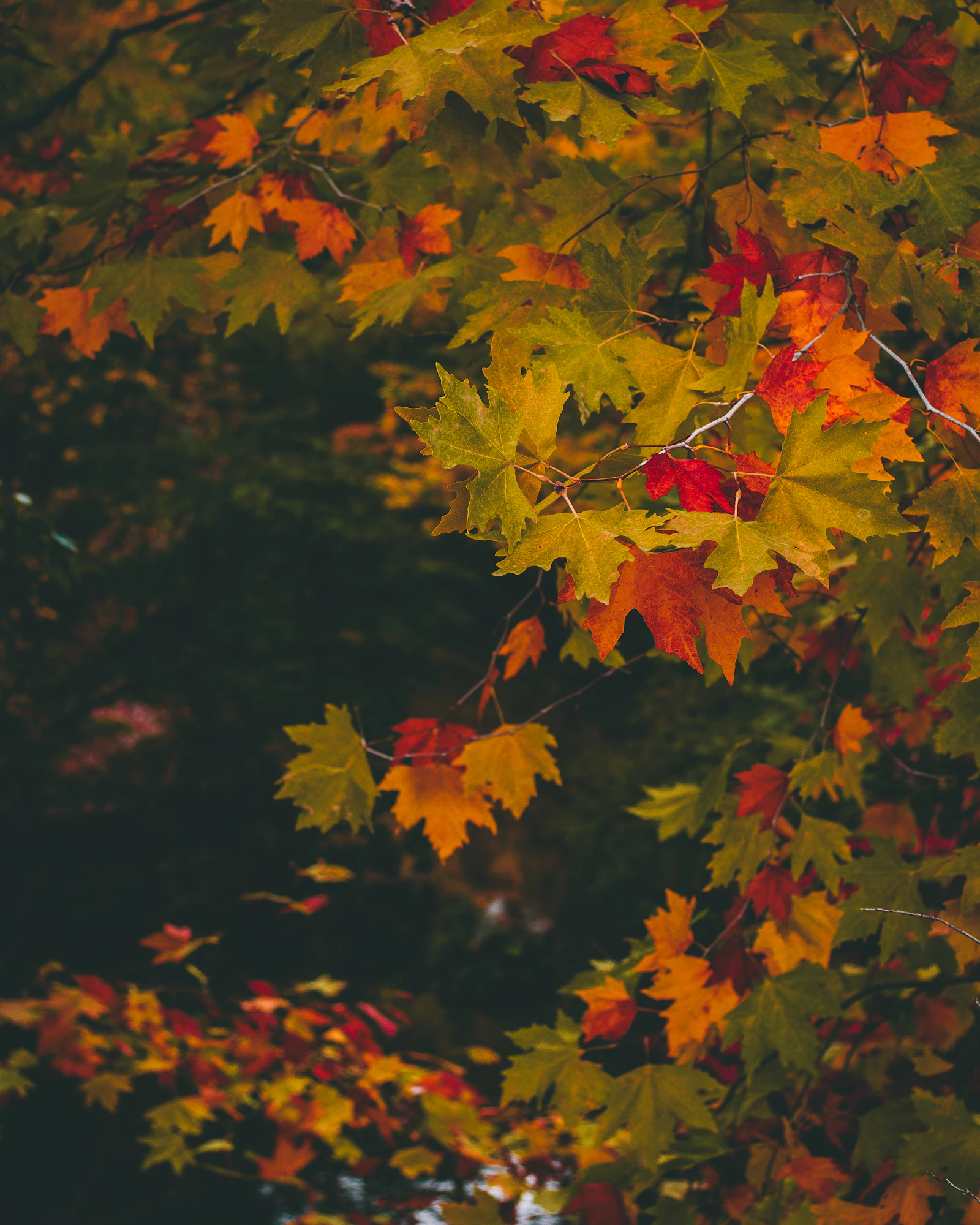 Feuillage d'automne aux tons chauds, ambiance calme et apaisante