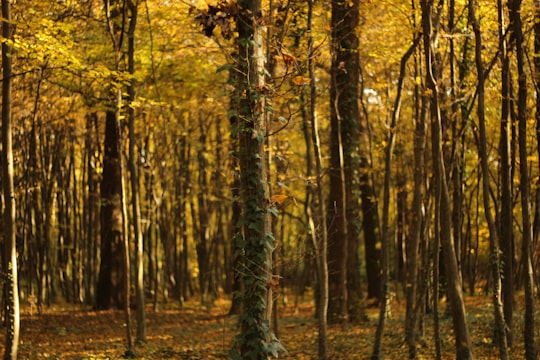 yellow leaf forest in Park Maksimir Croatia