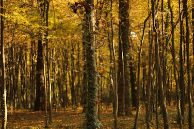 yellow leaf forest