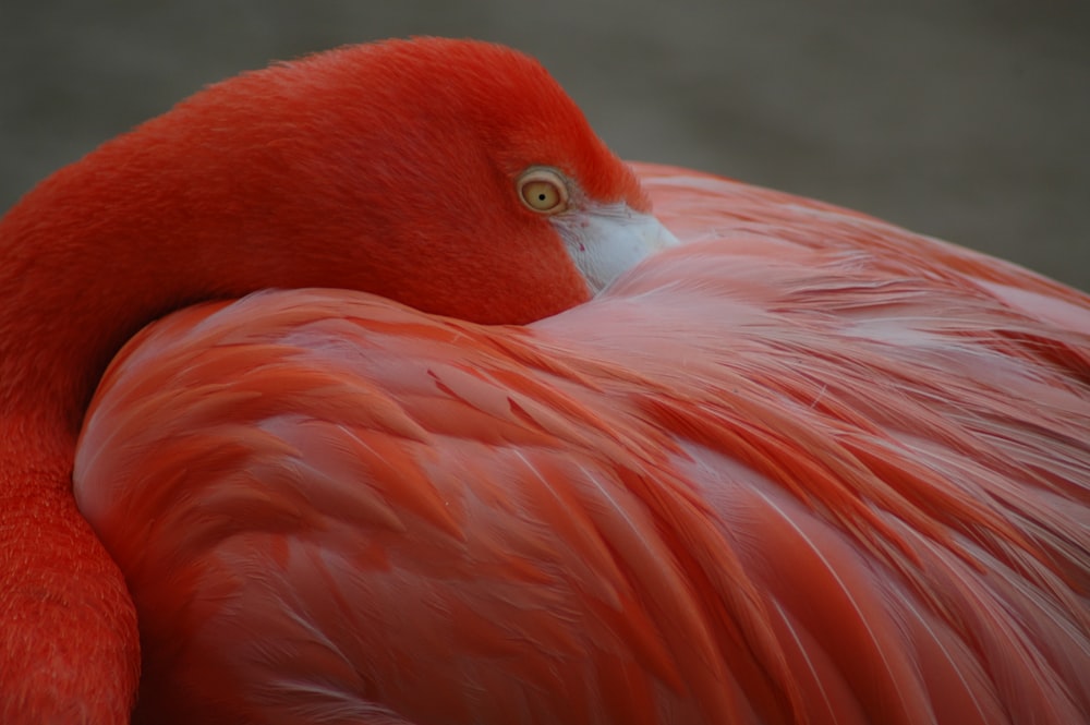 Flamant rose orange