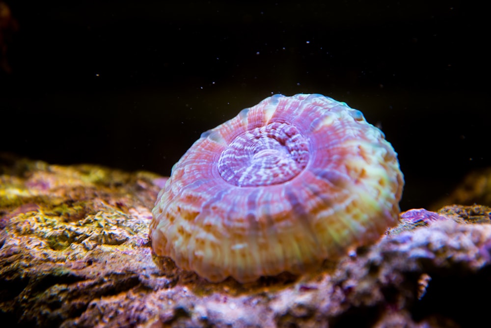 macro photography brown coral